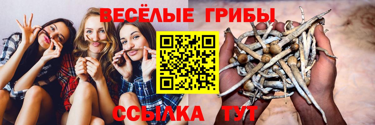 Псилоцибиновые грибы MAGIC MUSHROOMS  где купить наркоту  Гусь-Хрустальный  Вход с VPN  Псилоцибиновые грибы Cubensis 
